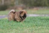 CHOW CHOW 324